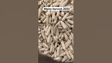 From Farm To Storage Maize Farming And Harvest 2025 Farmingmethods 