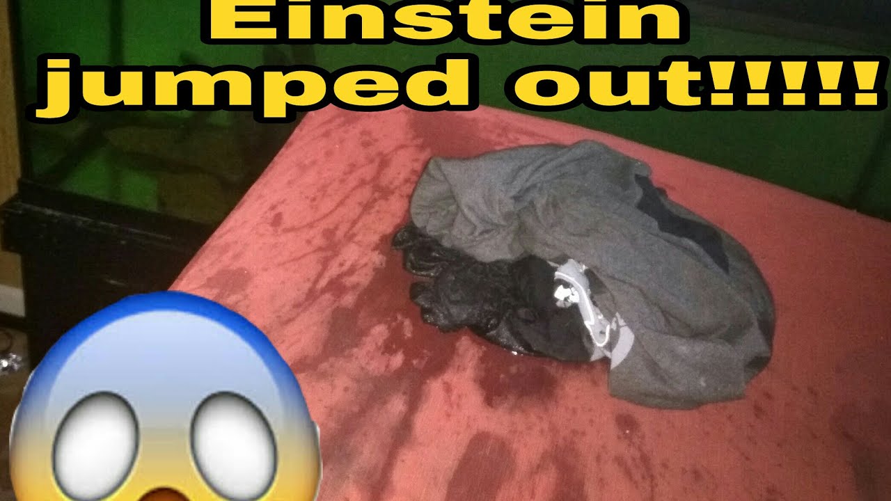 Einstein jumped out the aquarium!!!!! OMFG