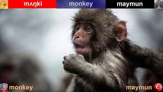 Monkey - Maymun English-Turkish Video Dictionary İngilizce-Türkçe Video Sözlük