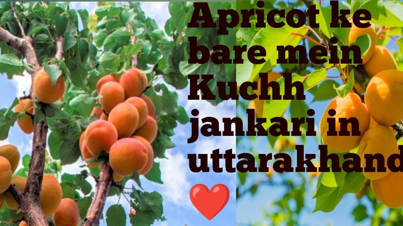 (apricots) Khumani ke bare mein a Tu Z jankari /in uttarakhand/Pahadi culture Pahadi fasak