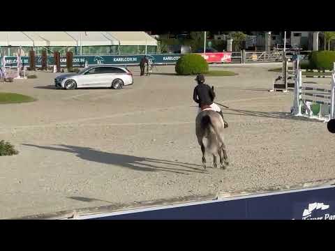 Tweedledee DL CSIYH 7 yo Opglabbeek