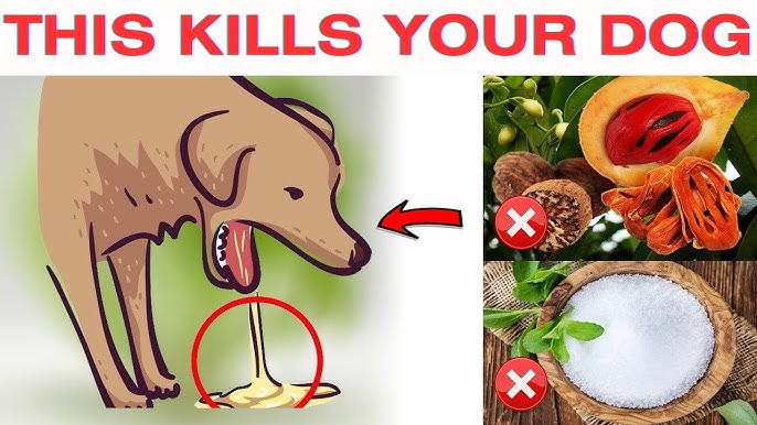 10 Human Foods that Dogs Can and Cannot Eat