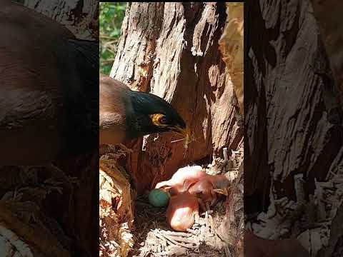 Myna bird wall (part 6) #shorts #shortsvideo #shortsfeed #ytshorts #short