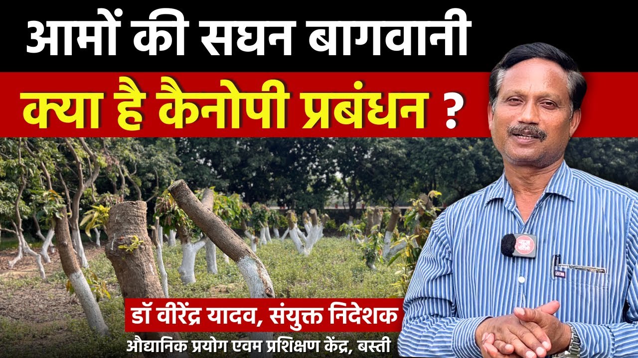 How to do pruning- canopy management for mango || UHDP