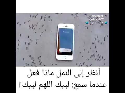 سبحان الله انصر إلى النمل كيف يدور حول الجهاز من سمع لبيك اللهم لبيك