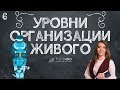 Уровни организации живого. Что на них изучается. Лекция из курса &quot;Биология как наука&quot;