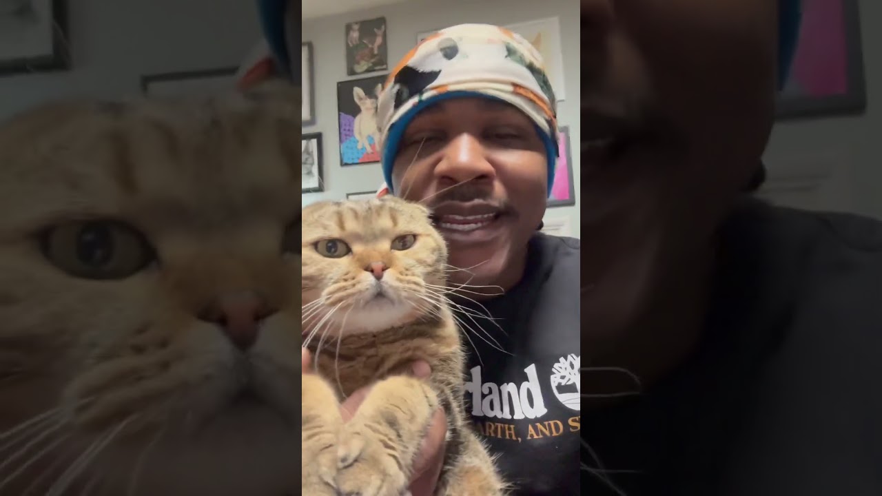 Happy Sunday! #cats #cat #catvideos #kitty #freestyle #rap #kitten #catlovers #catshorts