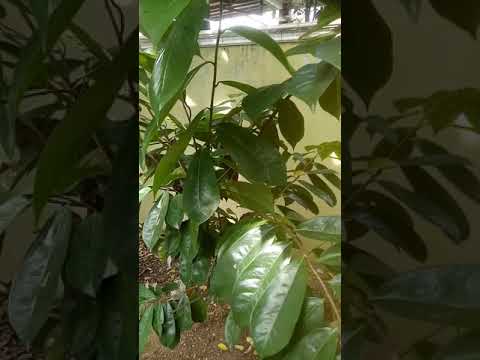 SOARSOP OR DURIAN