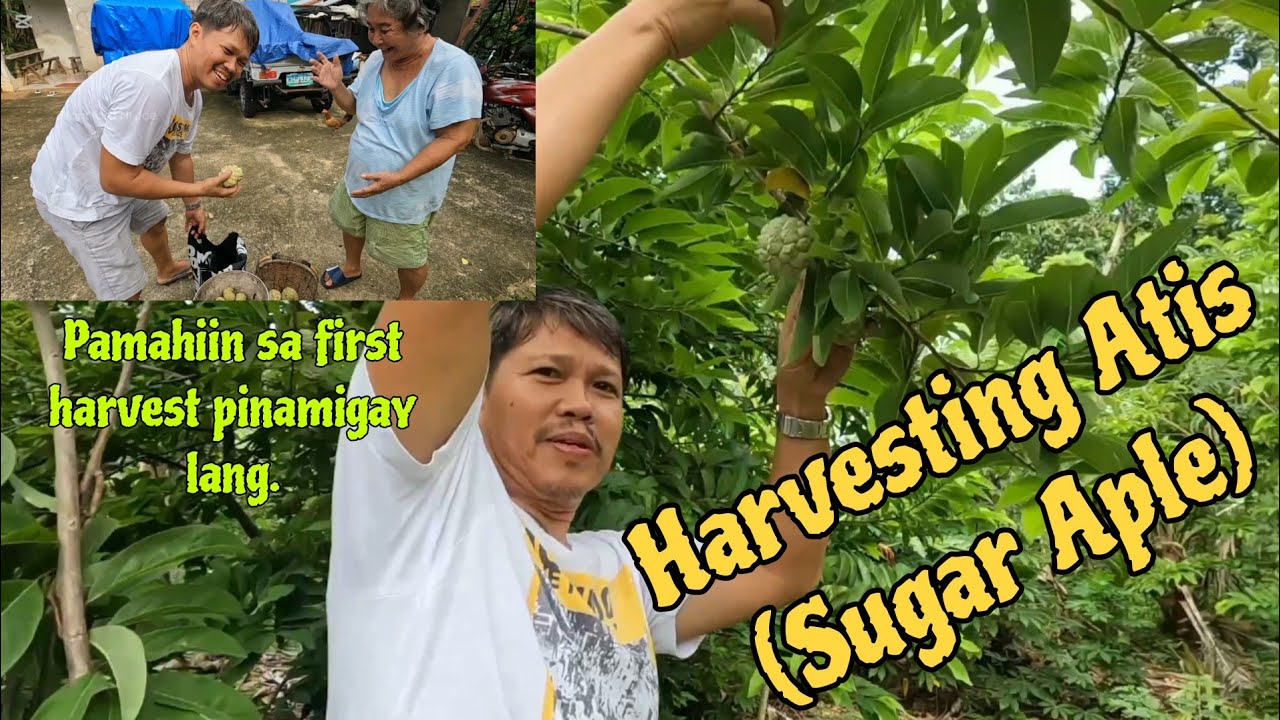 Harvesting Atis (Sugar Apple) from the Farm - YouTube