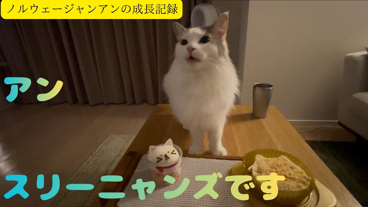 猫のアンは2月22日にスリーニャンズをキメるも怒り心頭だよ！の巻【ノルウェージャン アンの成長記録】
