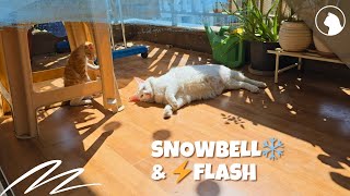 Creative stop motion of cat sunbathing - Shot on Samsung Galaxy S24 Ultra and Edited using Galaxy AI