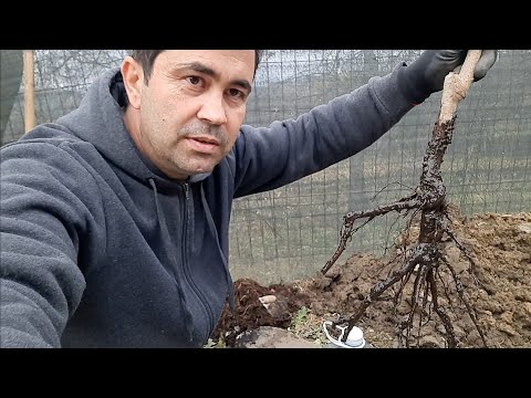 Vídeo: Fertilizant per a Arborvitae: com i quan alimentar els arbres Arborvitae