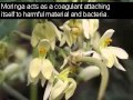 moringa benefits side effects