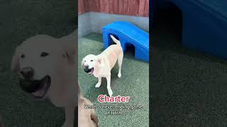 The Dog of Doggy Daycare and Their Quirks Pt.2