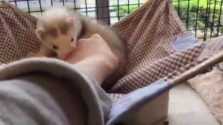 t*y様 ロングフェレット 白、グレー2体 検索結果 | FERRET WORLD