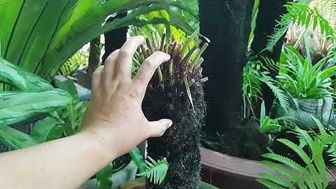 Dương xỉ cổ đại - Trồng dương xỉ cổ đại có lớn nhanh không?