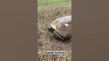 I love gopher tortoises!! #tortoise #tortoiselove #tortoisevideo #coolanimals #florida #wildlife