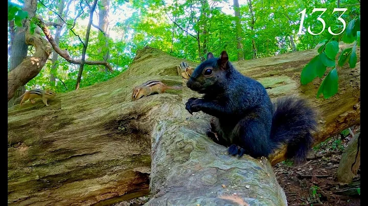 Watch the video about Cat TV