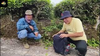 Enjoy the Beauty and Coolness of Tea Plantations Accompanied by a Mysterious Cat...