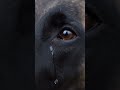 Heartbreaking: Loyal Military Dog Mourns Fallen Soldier 💔 #k9 #germanshepherd #dog #militarydog