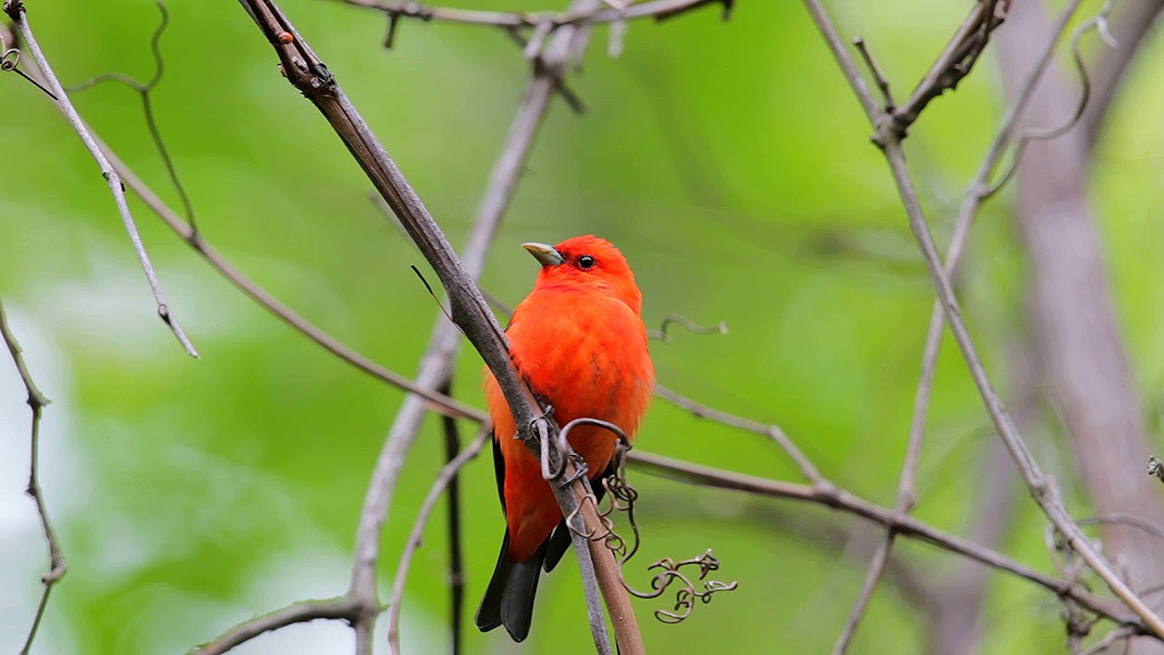 Scarlet Tanager (Piranga olivacea) 