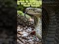 King Cobra: The Silent Rise of the Forest Guardian | Deadliest Predators Ep.10 #Shorts