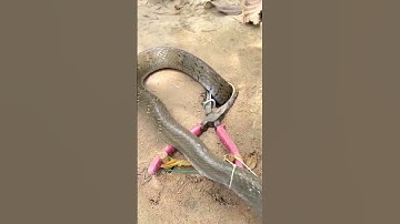 DIY SNAKE TRAP USING PLIERS  #snake #handtrap #nature