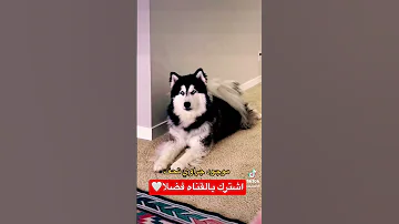 دي الجراوي الهاسكي عندي وهو مفطوم وهو كبير Puppy Dog Husky Alaskanmalamute Youtubeshort 