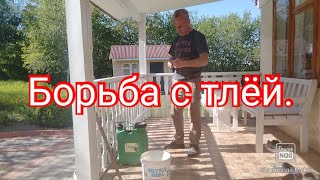 Как я уничтожаю тлю без химии.#дача#теплица #тля