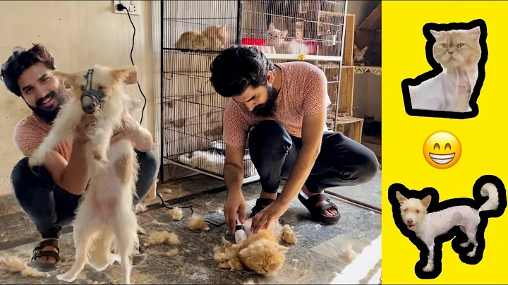 Video 2871821: persian angry cat grooming, persian cat home, cut cat, cats dogs