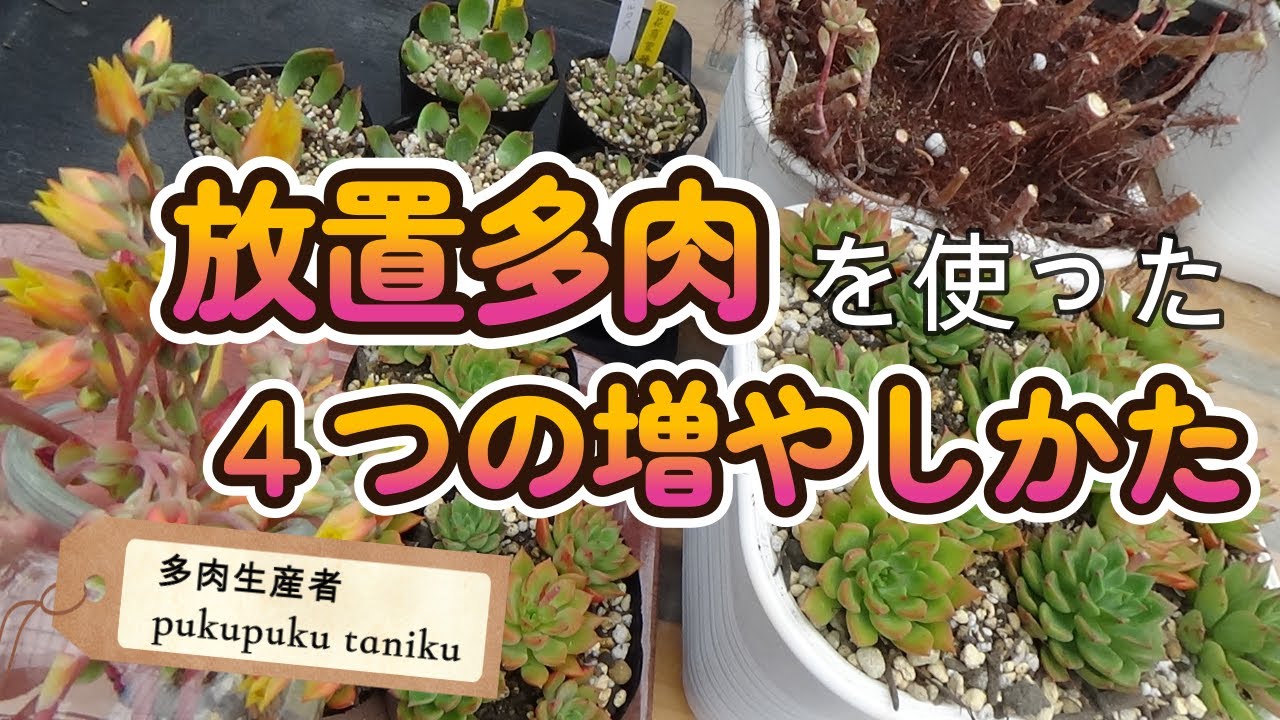 放置多肉【4つの増やしかた】 多肉生産者「pukupuku taniku」 - YouTube