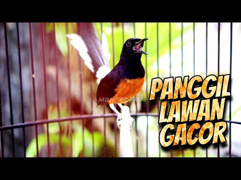 INI KETREKAN BIKIN EMOSI MURAI | PANCINGAN MURAI GACOR bikin MURAI BATU NYAUT LANGSUNG IKUT BUNYI