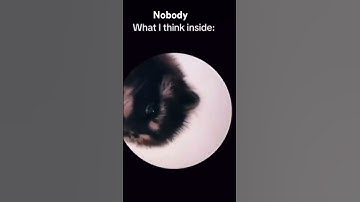 Thumbnail of #pedro #raccoon #shorts #fyp #song #music #dancing