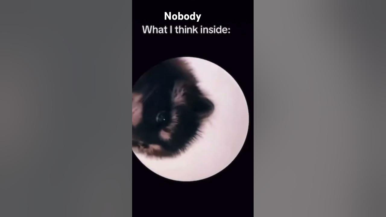 #pedro #raccoon #shorts #fyp #song #music #dancing