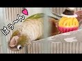 ハンモックが好きすぎるインコ の動画、YouTube動画。