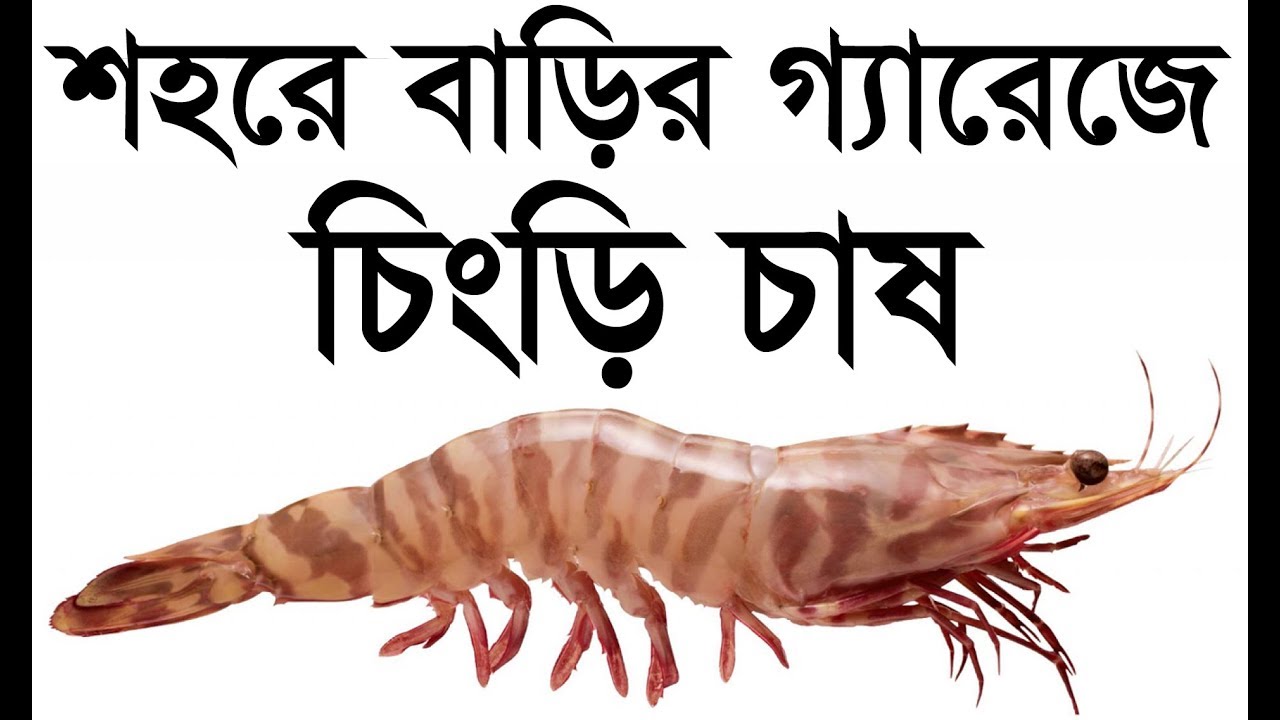 Shrimp Farming At Home || crayfish Farm | Fish Farm