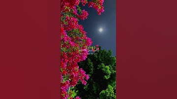 "تلاوة خاشعة تريح القلب وتُنعش الروح"🎵 استخدم هذا الصوت ❤️❤️❤️