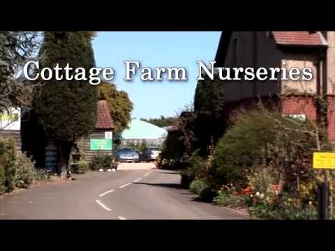 Cottage Farm Nurseries Youtube