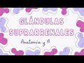 Glándulas suprarrenales