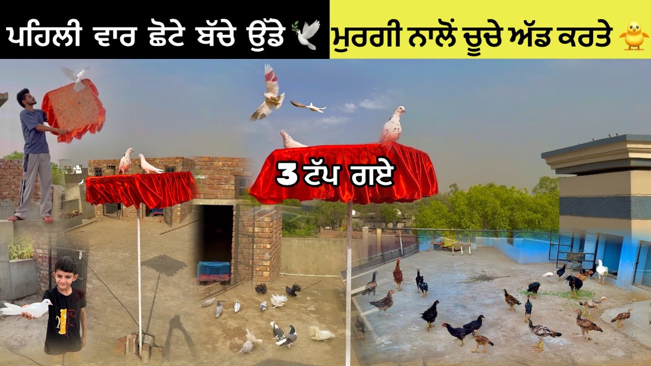 ਅੱਜ ਪਹਿਲੀ ਵਾਰ ਛੋਟੇ ਬੱਚੇ ਉੱਡੇ - 3 ਟੱਪ ਗਏ🕊️|| Aseel ਮੁਰਗੀ ਨਾਲੋਂ ਚੂਚੇ ਅੱਡ ਕਰਤੇ 🐥|| #kabootar