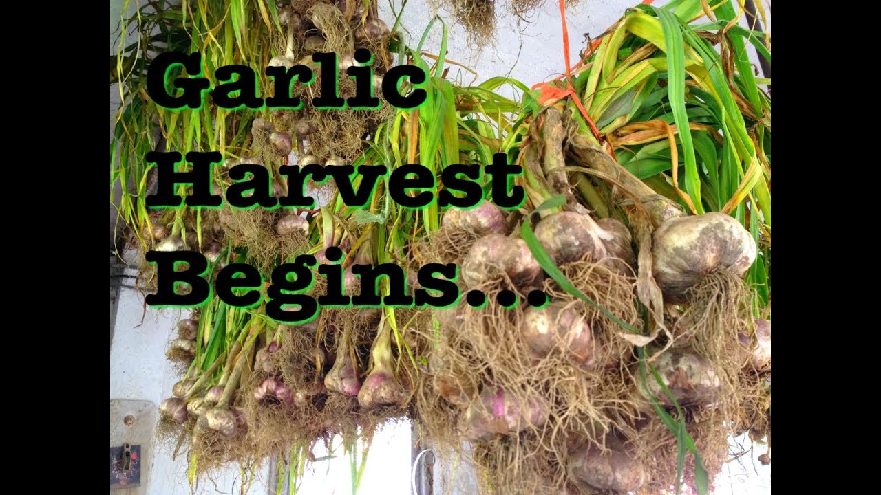 Garlic! - Softneck Harvest Begins - YouTube