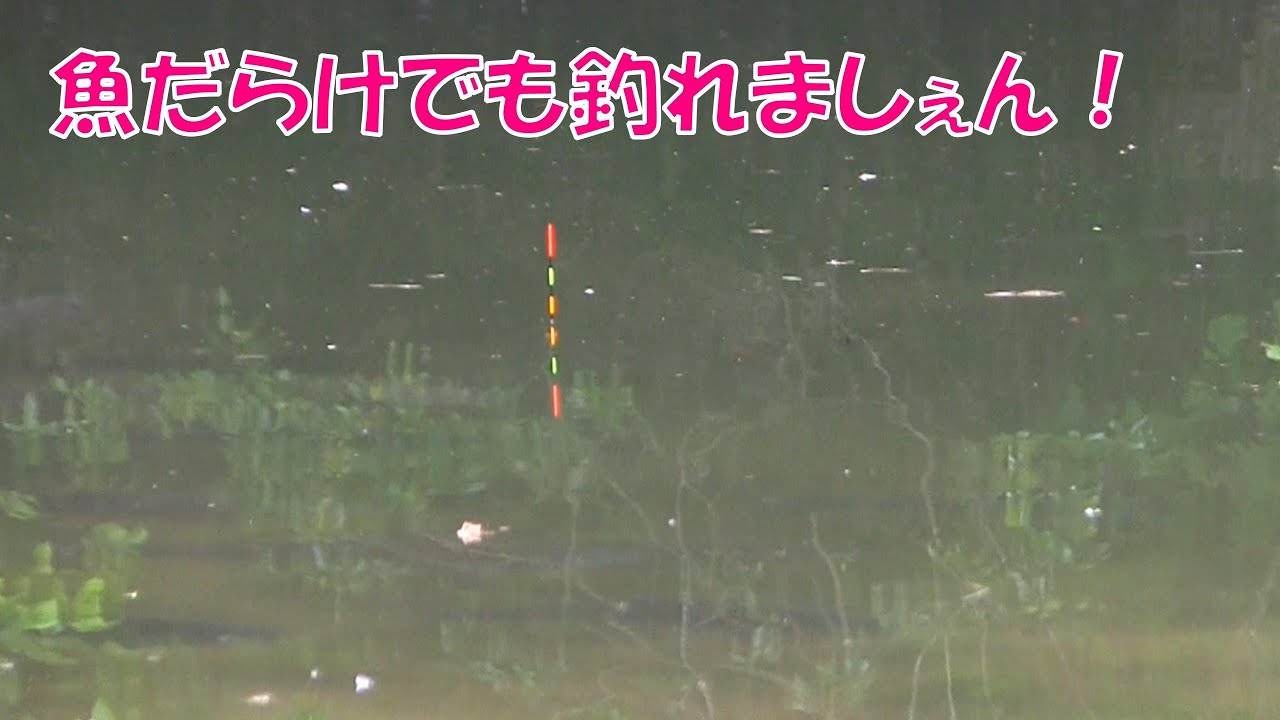 ヘラブナだらけでも釣れない丸見えの釣り［山田ダム編１６］