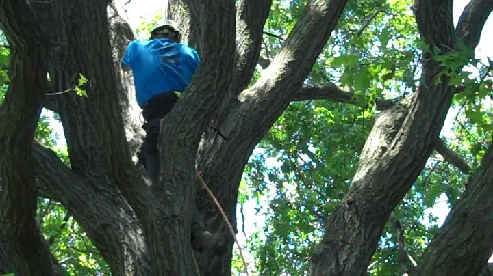 Jerel Speed Climb- Terry Hughes Tree Service