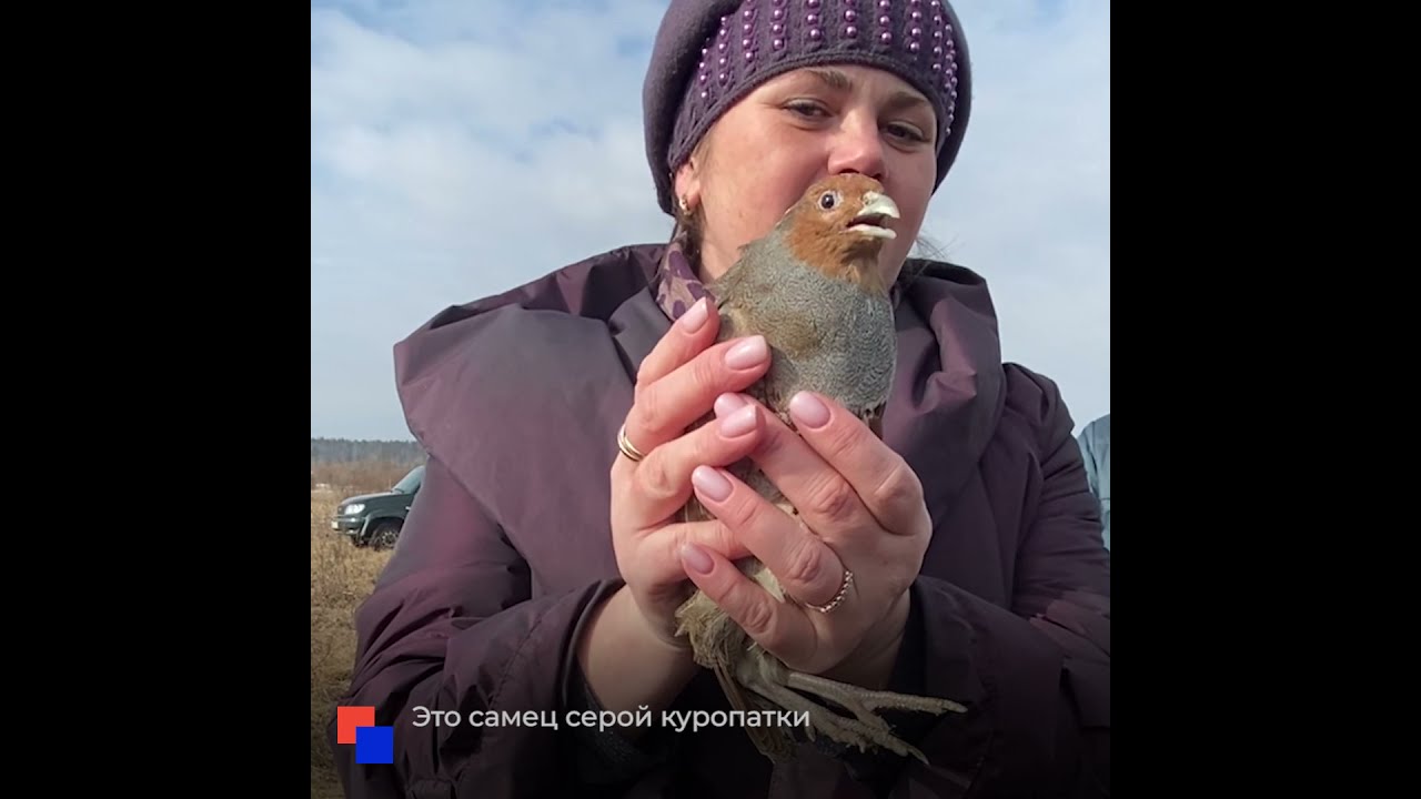 Серых куропаток из Красной книги выпустили на волю