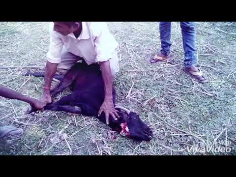 Amazing goat murder