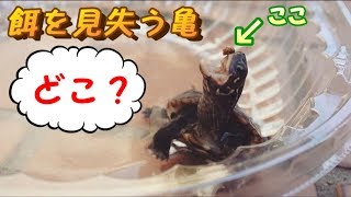 クサガメベビーつくの成長記10 餌を見失う亀 ゼニガメ 赤ちゃん かわいい なつく Turtle Feeding Lost Food 餌やり Youtube クサガメベビーつくの成長記10 餌を見失う亀 ゼニガメ 赤ちゃん かわいい なつく Turtle Feeding Lost Food 餌やり Youtube