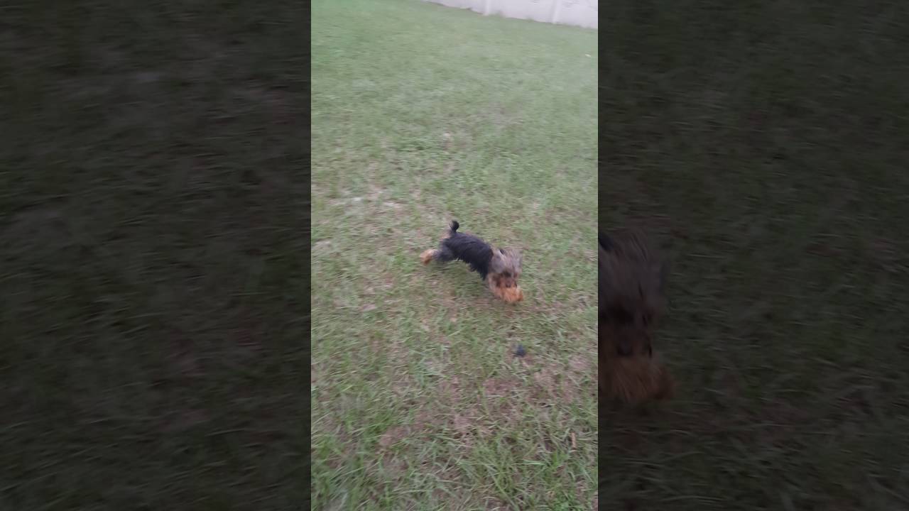 Tea cup yorkie barking at great dane YouTube