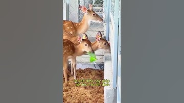 Kĩ thuật nuôi hươu sao - Đừng mắc sai lầm khi mới đưa hươu về nuôi