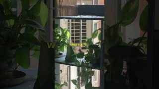 Jack The Sparrow And The Birates