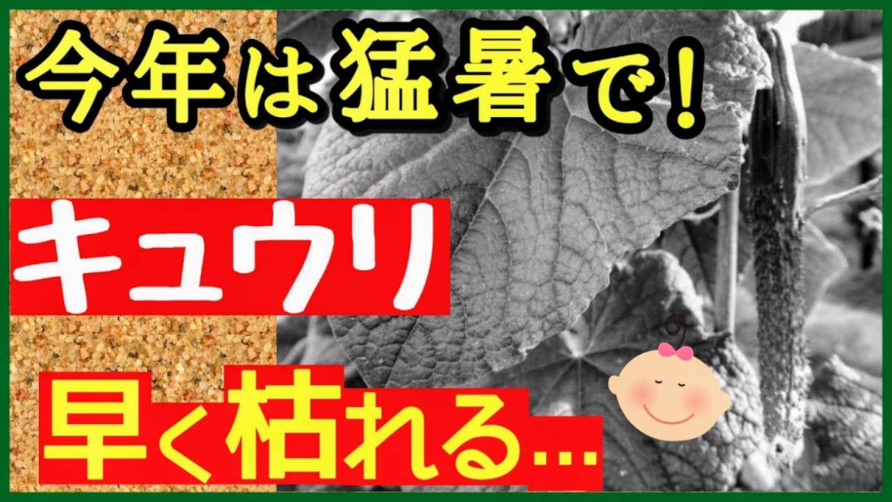 キュウリが暑さで枯れる前に!絶対やるべき3つの秘策♪長~くたくさん収穫する最強の育て方【初心者・家庭菜園】